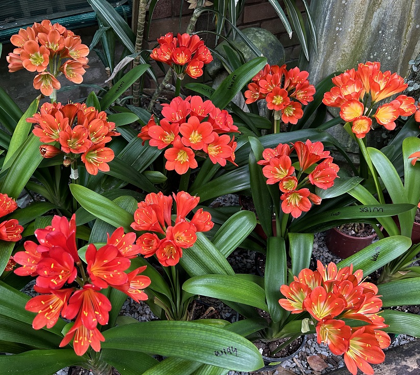 Utopia Clivias